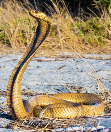 Cape Cobra (Naja nivea), a venomous snake (reptile).